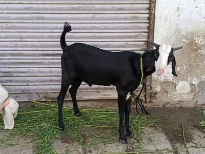 kala chamba