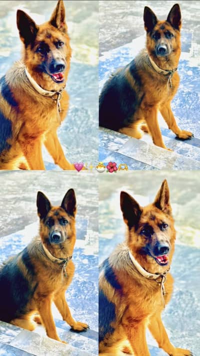 German Shepherd Dog – Healthy & Active | For Sale
