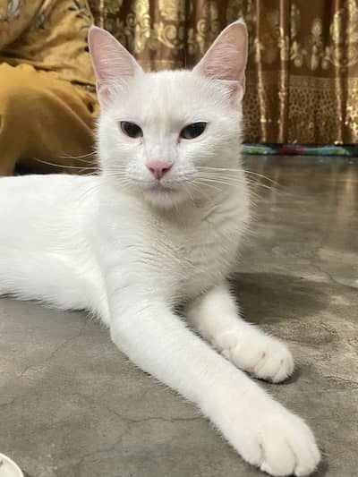 White mother cat 4 kittens mix breed Hyderabad latifabad