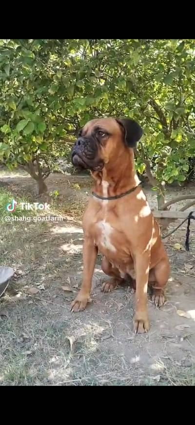 A very beautiful pedigreed bull mastiff breeder female for sale