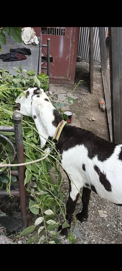 Beetal Bakri for sale 1kg dhodh b ha 2 time kA