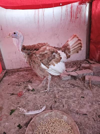 turkey male available