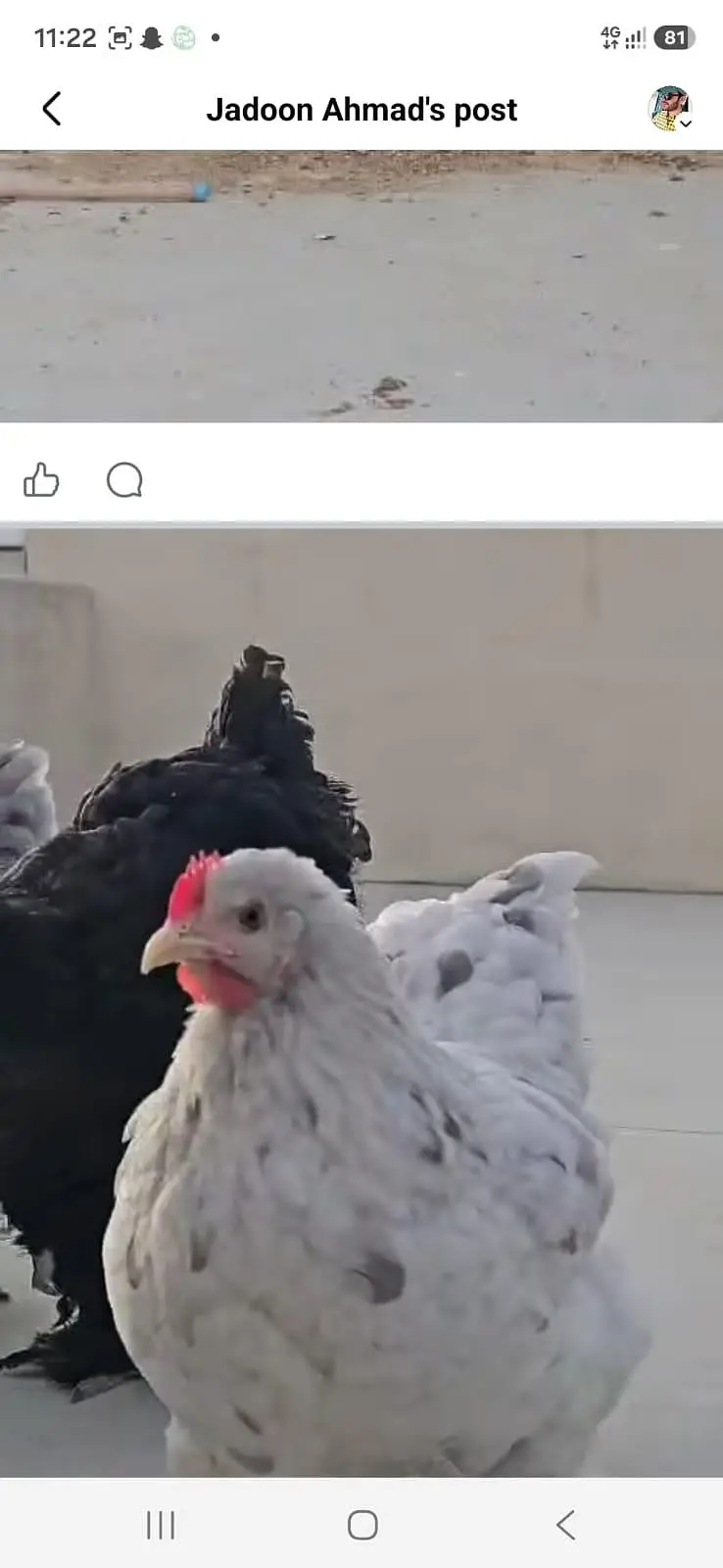 black buff golden buff chicks and breeder male — photo 4