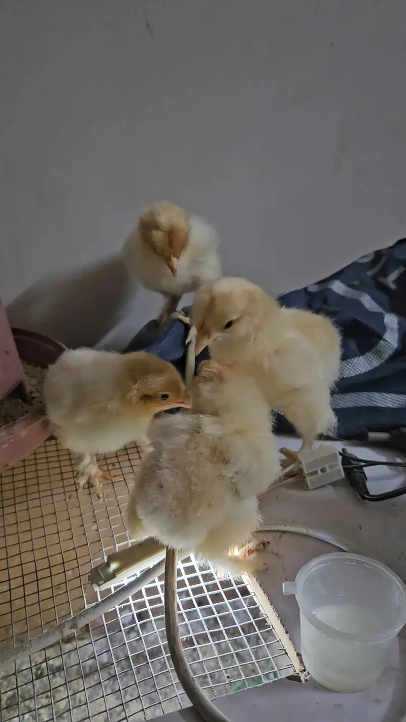 black buff golden buff chicks and breeder male — photo 8