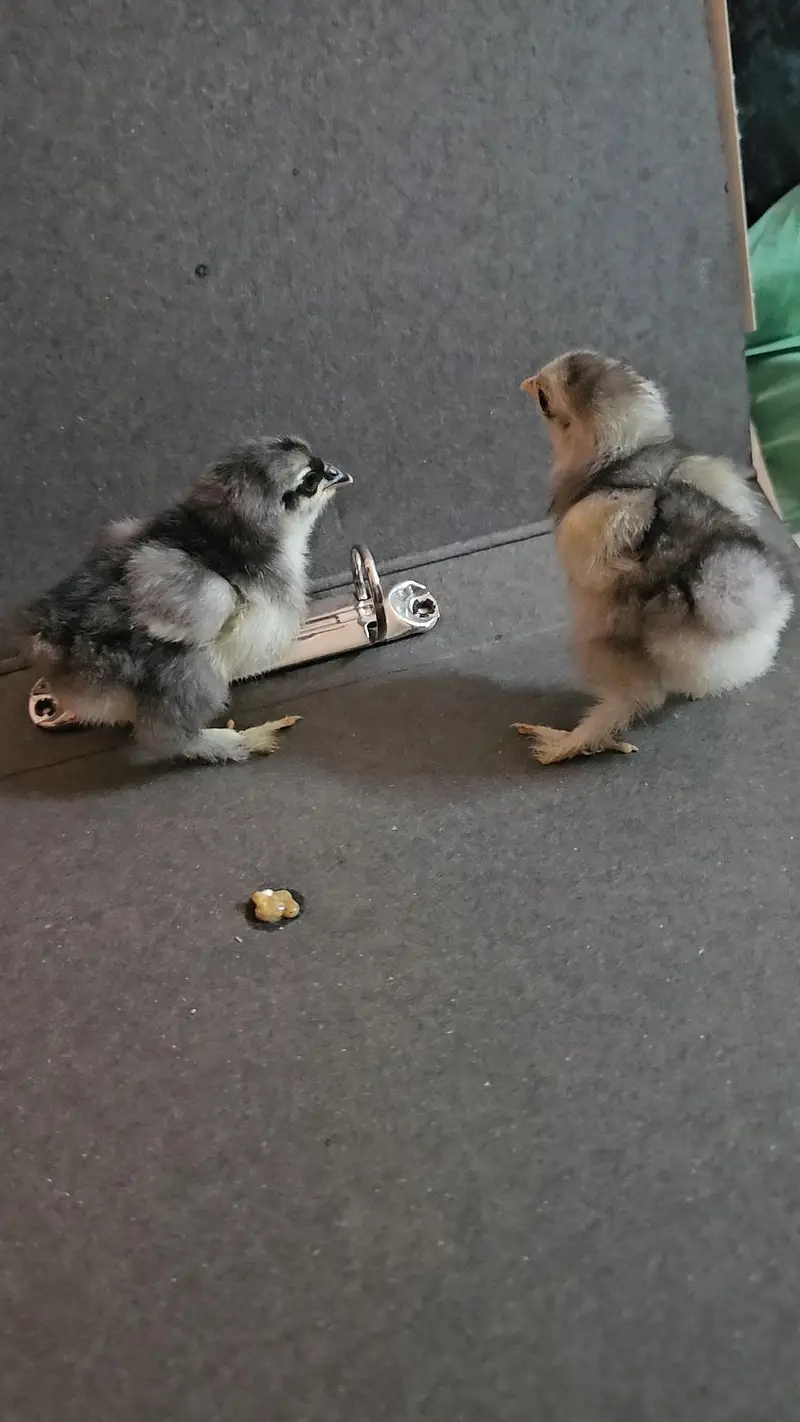 black buff golden buff chicks and breeder male — photo 9