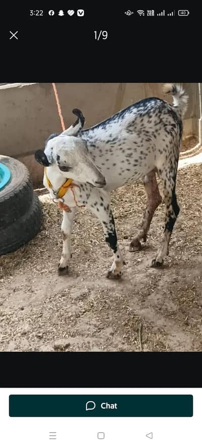Bakra