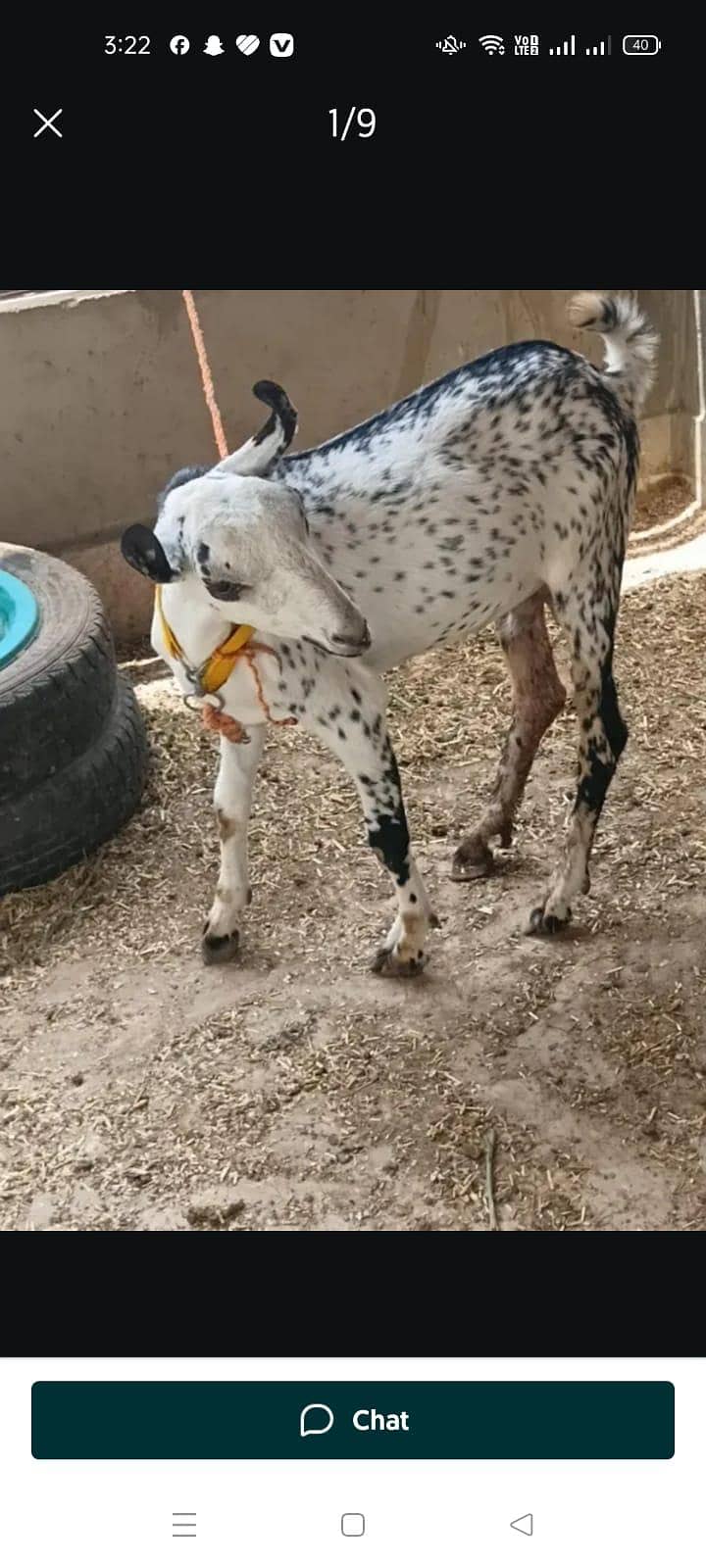 Bakra 0