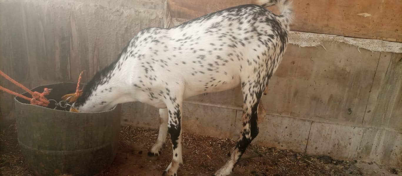 Bakra 1