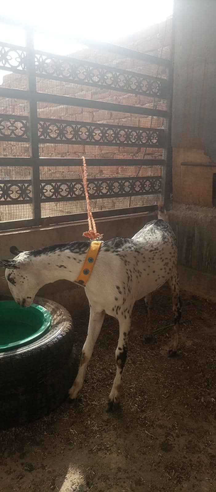Bakra 2