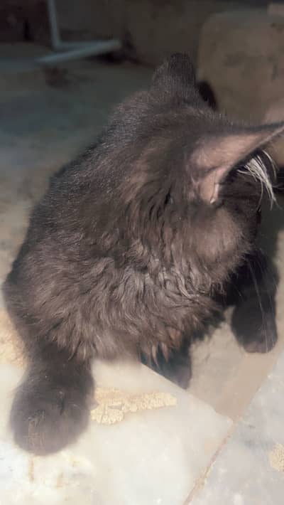 Amrican cat