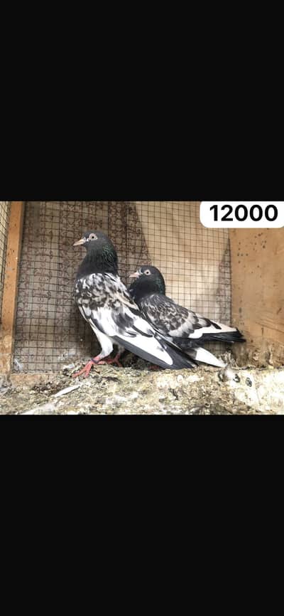 High flyer pigeon WhatsApp 03707052004