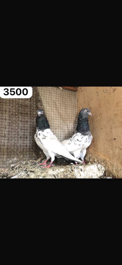 High flyer pigeon WhatsApp 03707052004