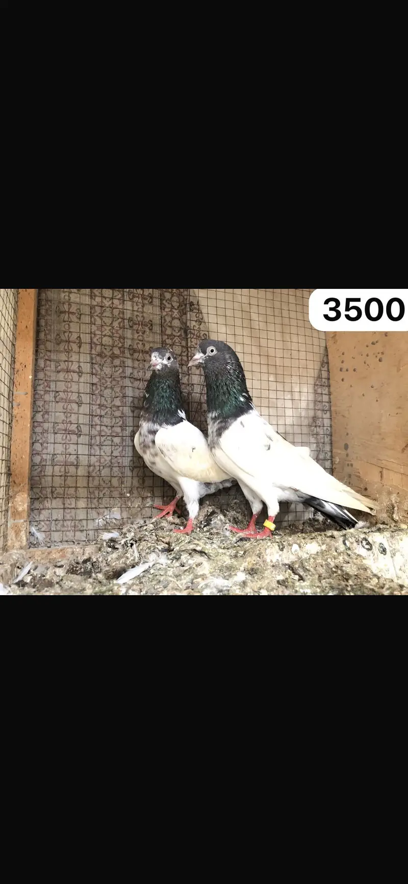 High flyer pigeon WhatsApp 03707052004 — photo 2