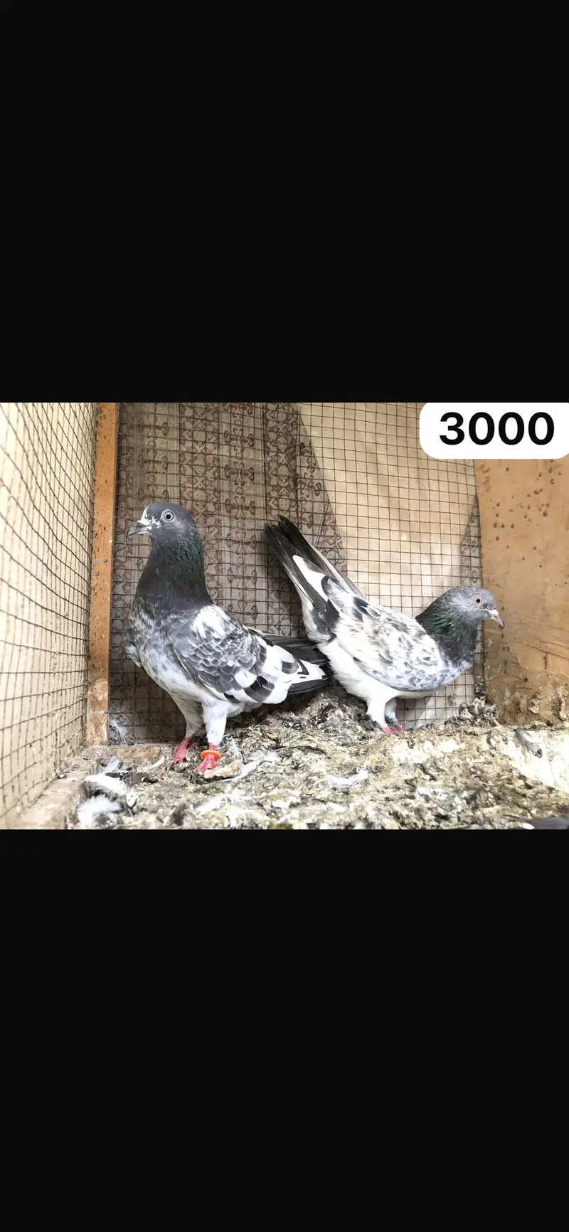 High flyer pigeon WhatsApp 03707052004 — photo 3