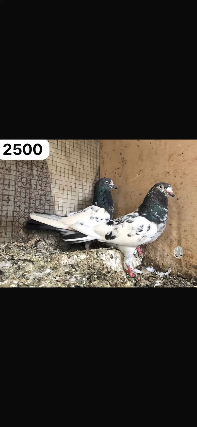 High flyer pigeon WhatsApp 03707052004 — photo 4