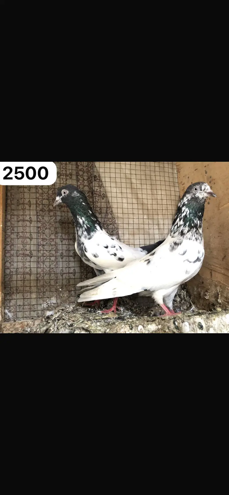 High flyer pigeon WhatsApp 03707052004 — photo 5
