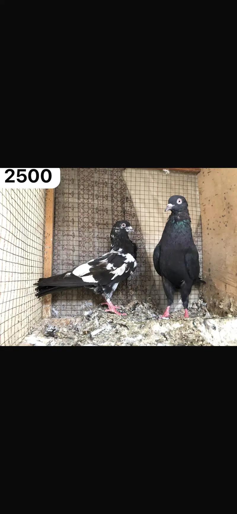 High flyer pigeon WhatsApp 03707052004 — photo 6