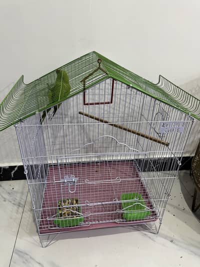 Green Kathi For Sale with Cage