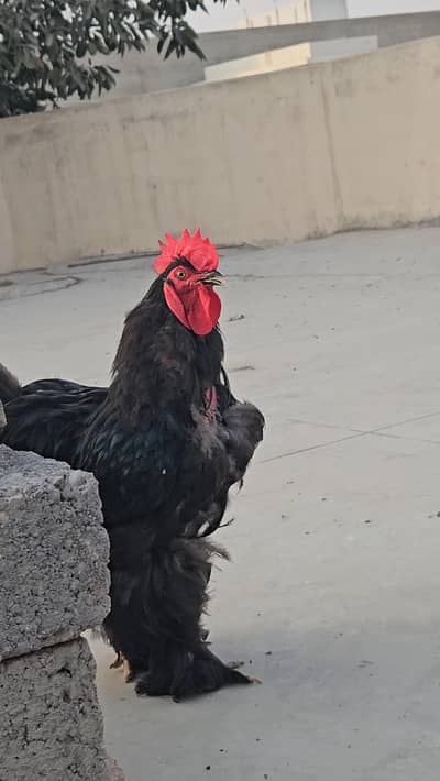 black heavy cochin buff male
