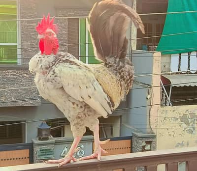 cock sale