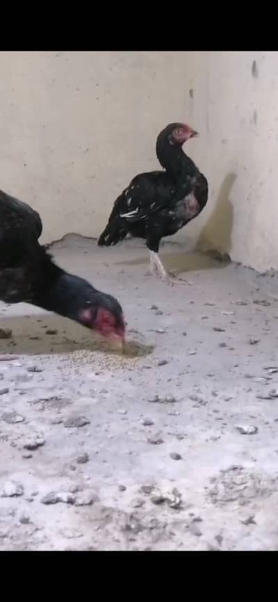 Hens and chicks
