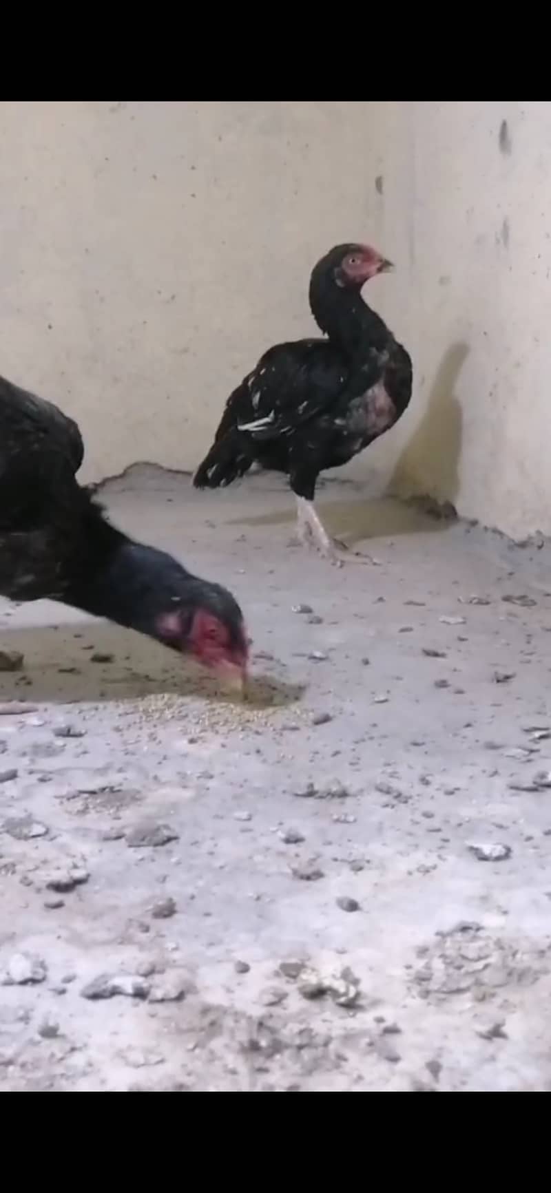 Hens and chicks 0