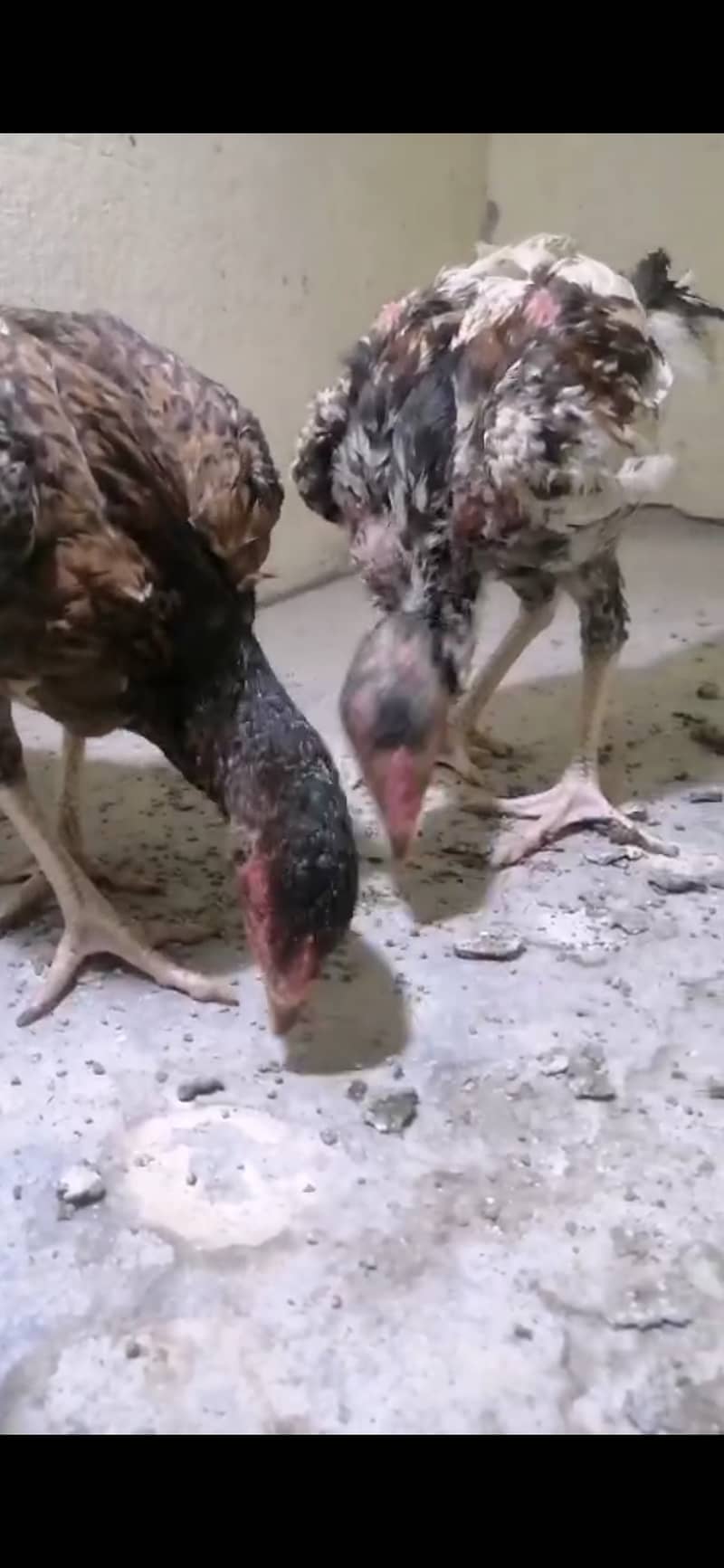 Hens and chicks 2
