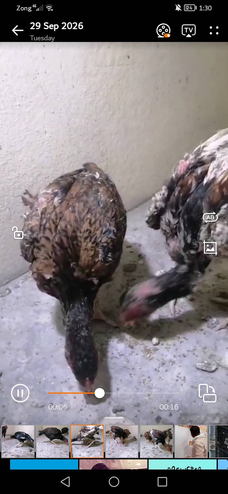 Hens and chicks 3