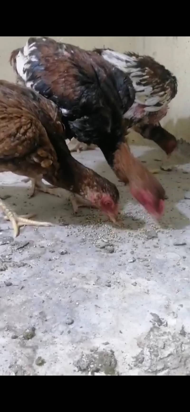 Hens and chicks 4