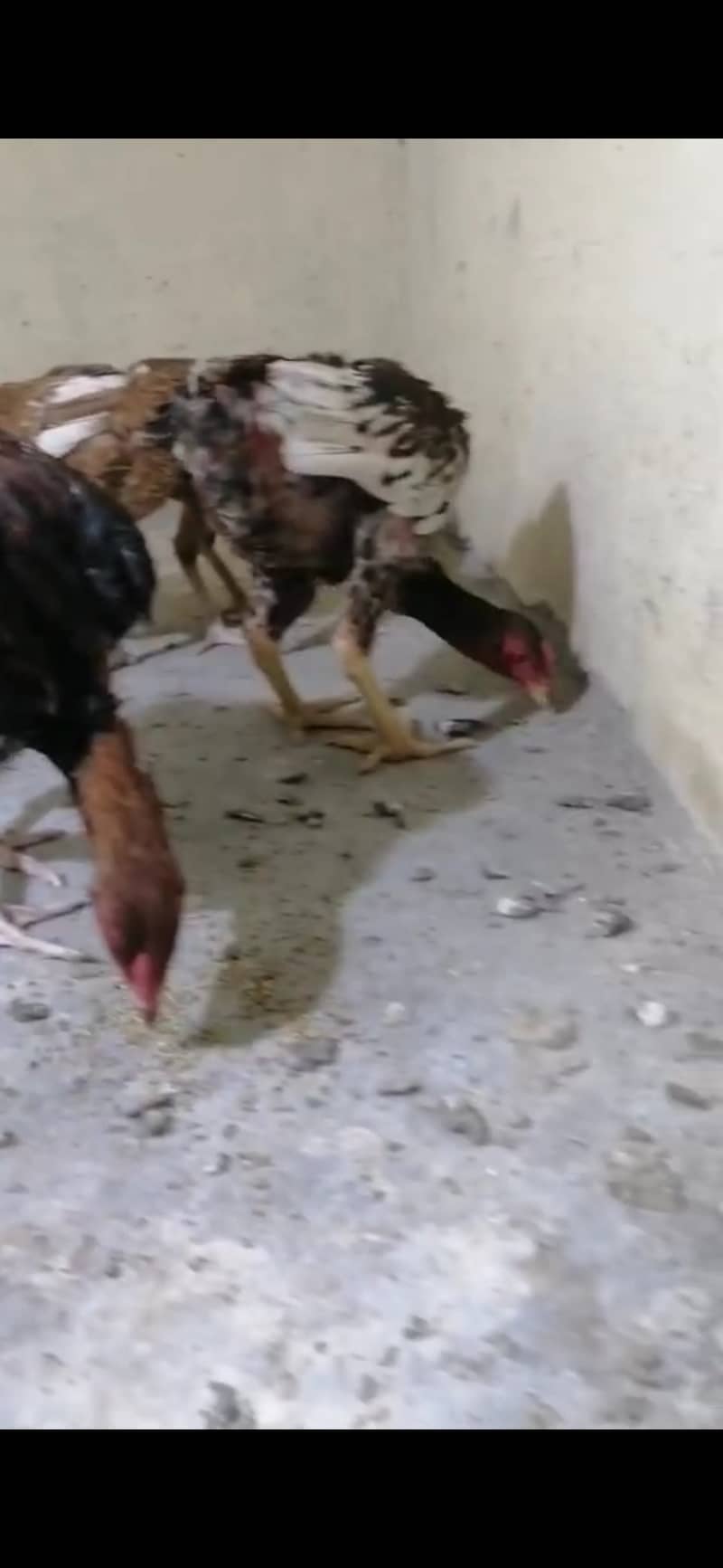 Hens and chicks 5