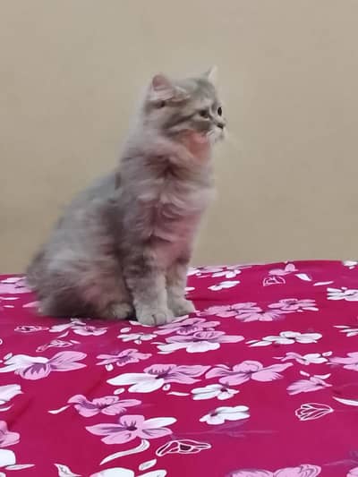 White grey CLR cat