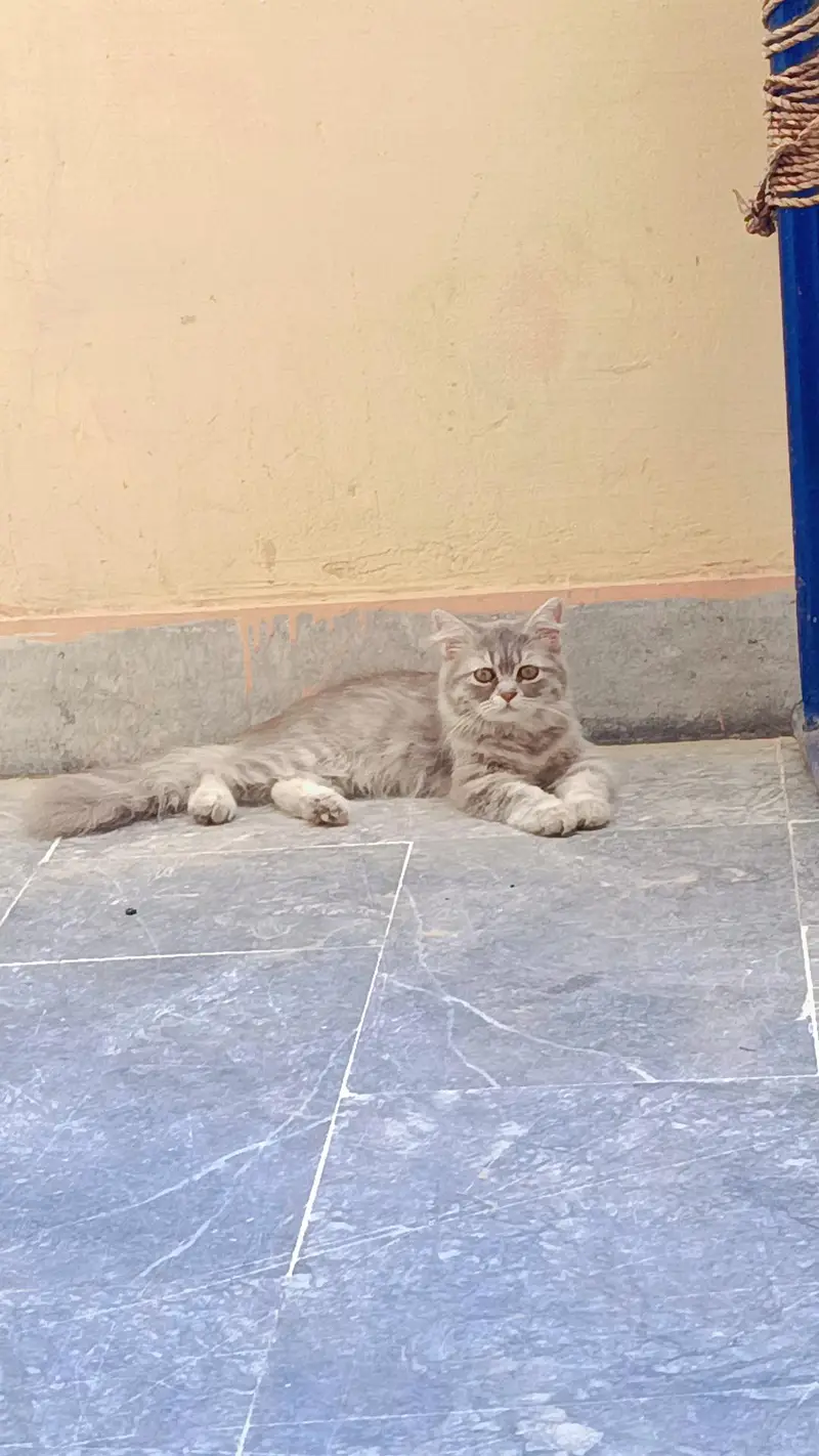 White grey CLR cat — photo 2