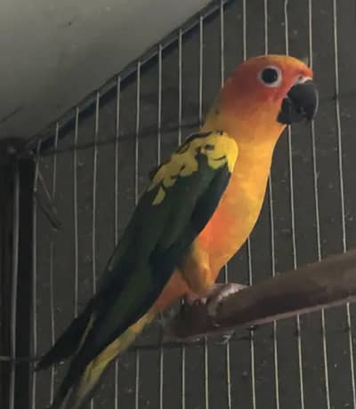 Handtame Sun Conure Male (DNA) - Ready to Breed