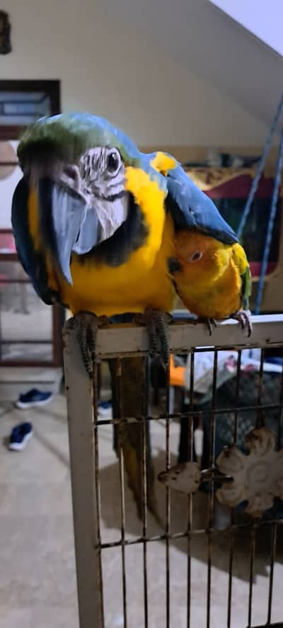 Blue Gold Macaw