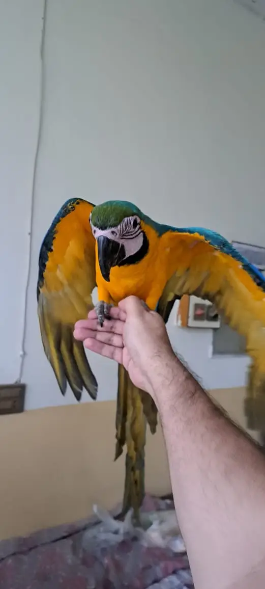 Blue Gold Macaw — photo 2
