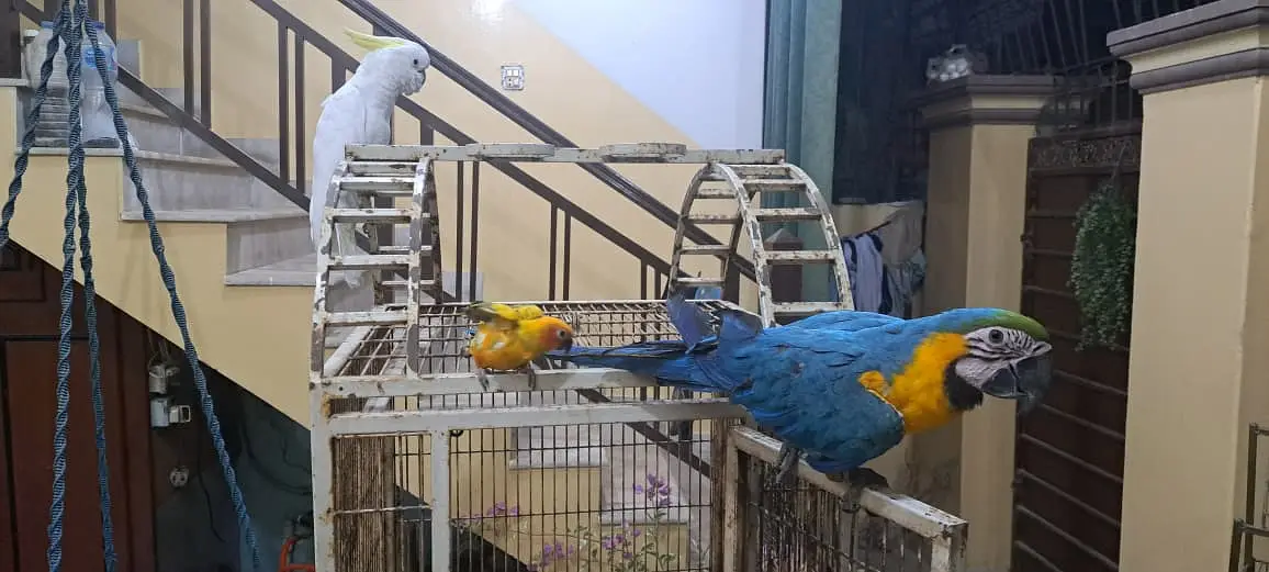 Blue Gold Macaw — photo 3
