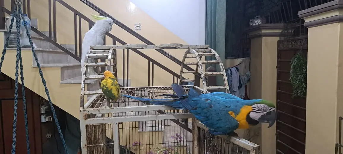 Blue Gold Macaw — photo 4