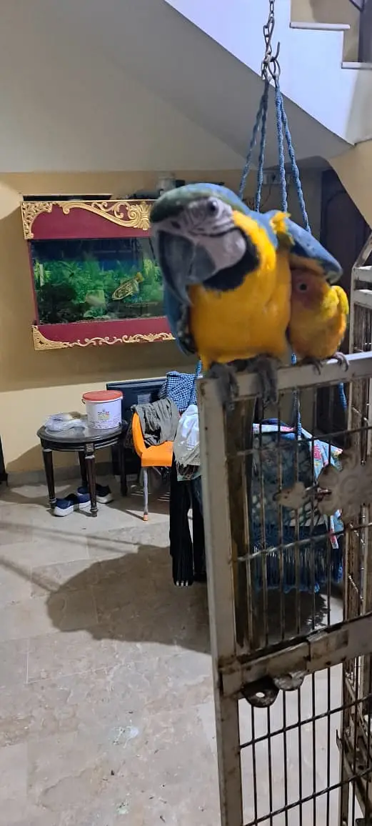 Blue Gold Macaw — photo 7