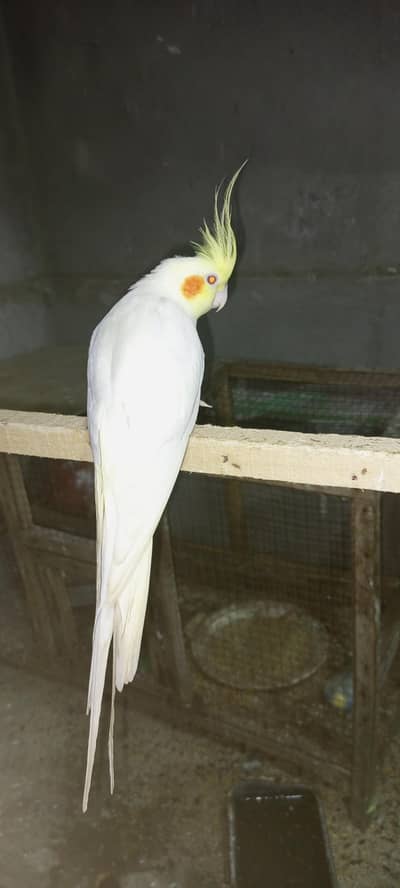 cocktail coman White red eyes male