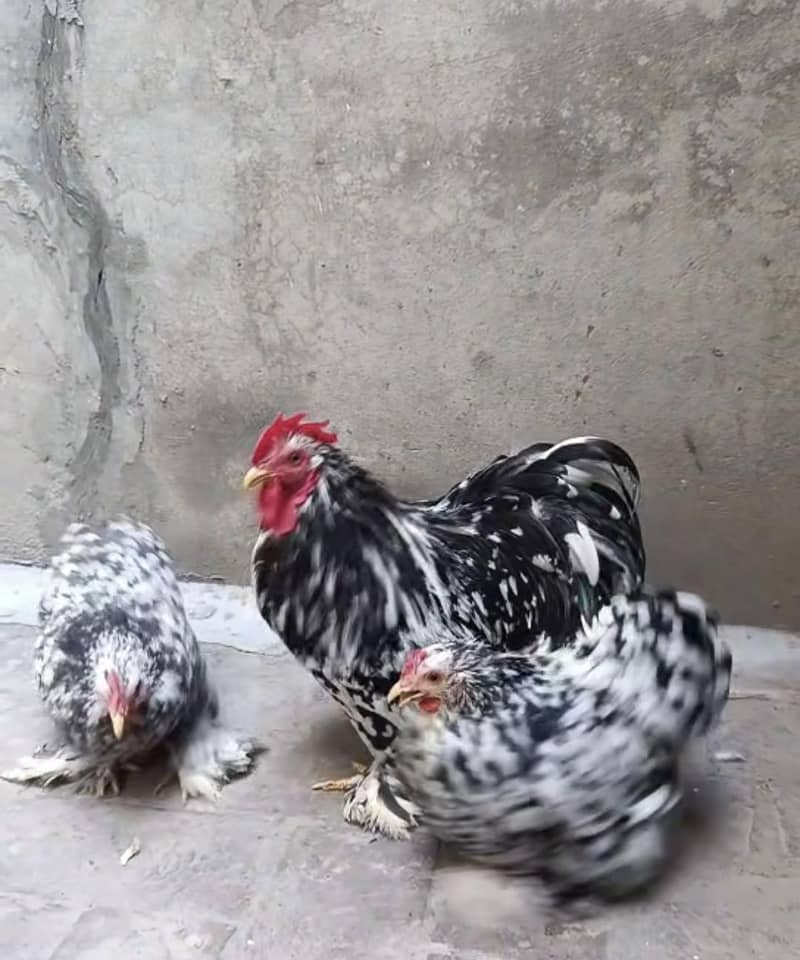 molted bantam egges 0