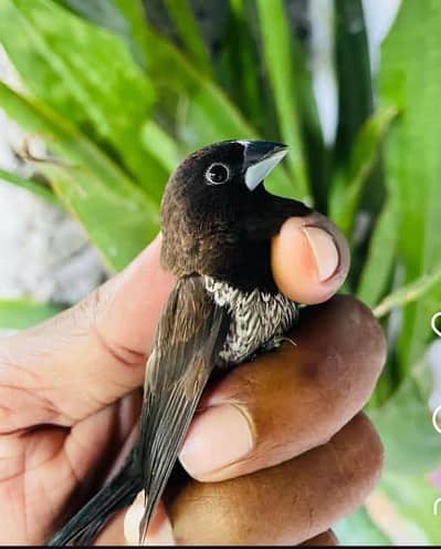 Euro society finch
