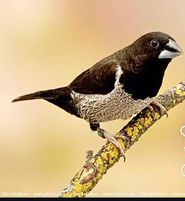 Euro society finch — photo 2