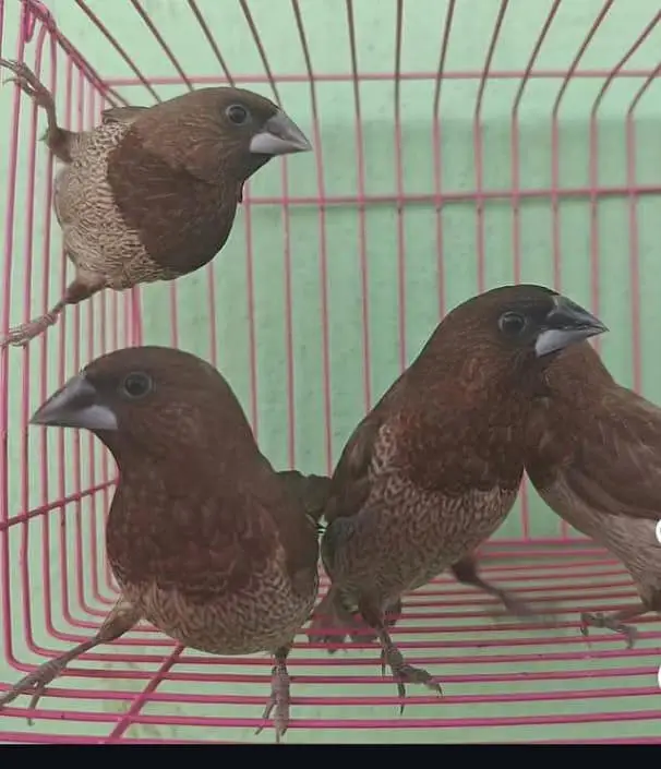 Euro society finch — photo 3
