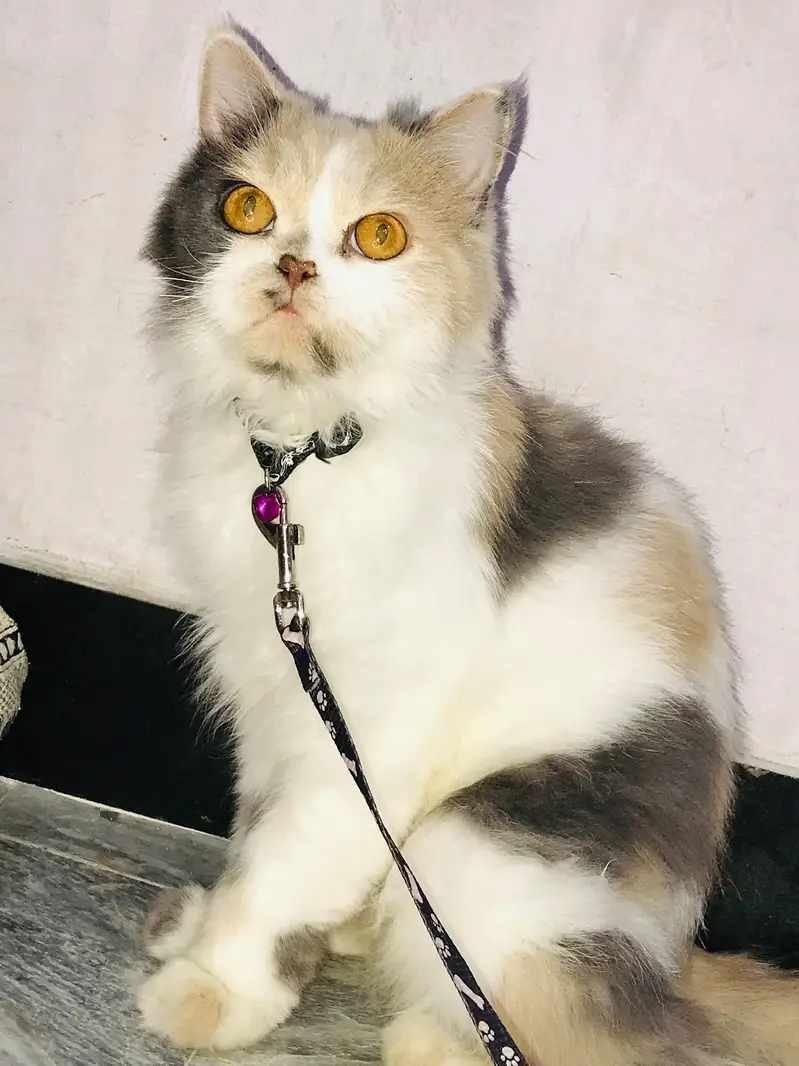 persian cat piki face female available — photo 2