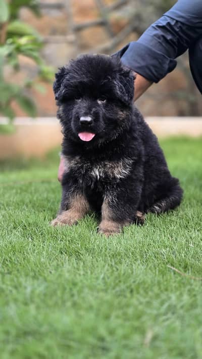 Balck And Tan female German shepherd puppy