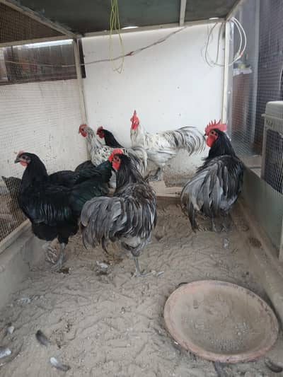 australorp heritage only males available for sale