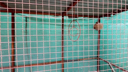 Cage for sale