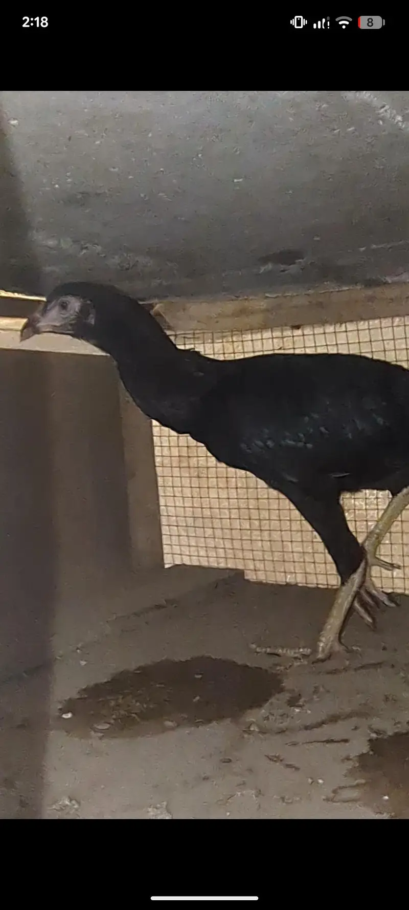 aseel female | aseel chicks | aseel pathay pathiyan | mianwali chicks — photo 2