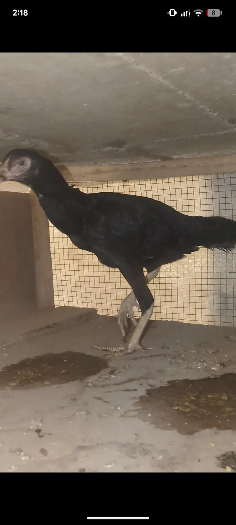 aseel female | aseel chicks | aseel pathay pathiyan | mianwali chicks — photo 3