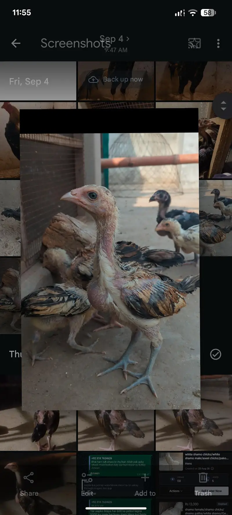 aseel female | aseel chicks | aseel pathay pathiyan | mianwali chicks — photo 4